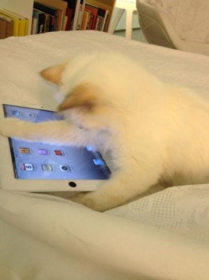 Muérete del amor: el gato de Karl Lagerfeld jugando con el iPad